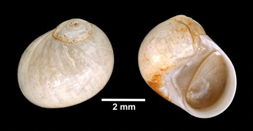 Tectonatica pusilla