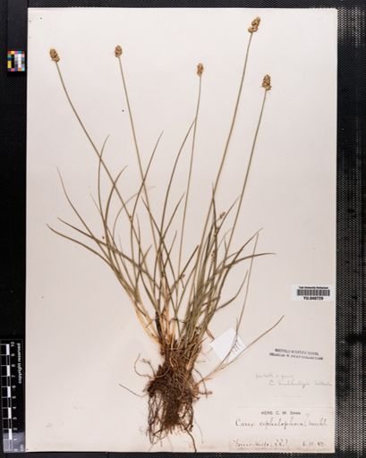 Carex muhlenbergii