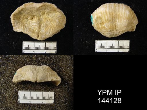 Productus (Dictyoclostus) indicus
