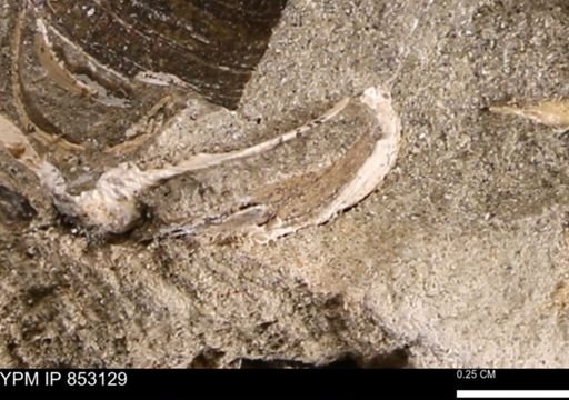 Limopsis striatopunctatus