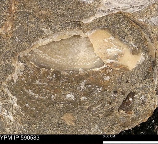 undet. Bakevelliidae