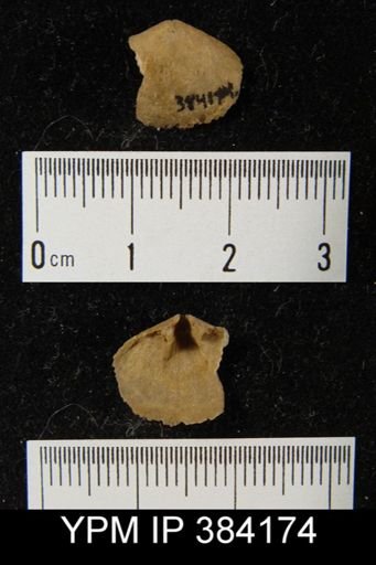 undet. Athyridida