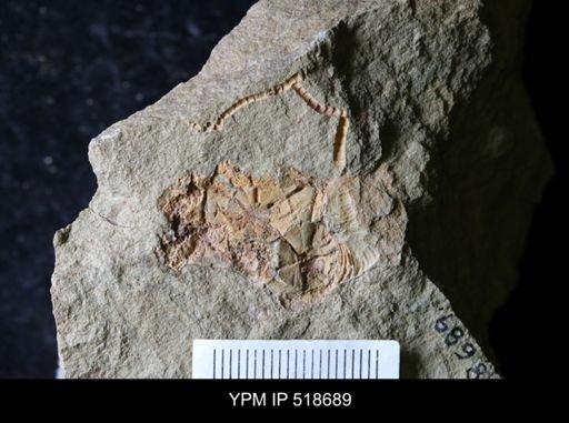 Macrocystella sp.