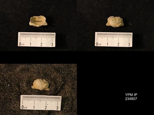 Marginifera wabashensis var. armata