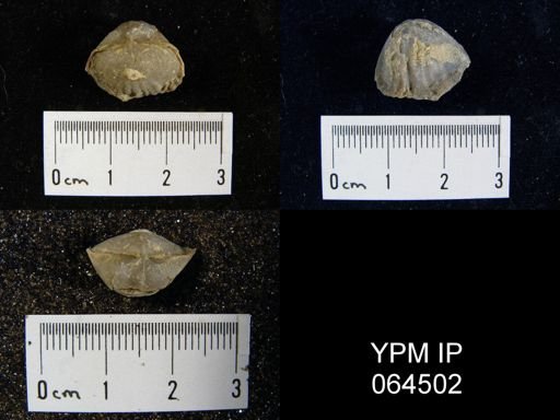 Sieberella roemeri