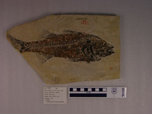 Mioplosus labracoides