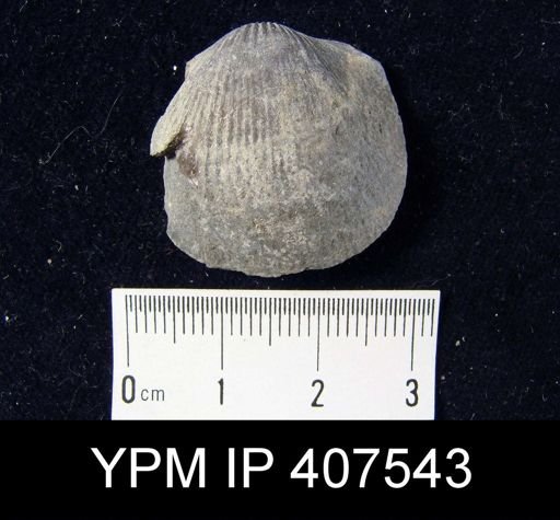 Dinorthis anticostiensis