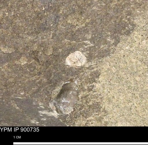 Protocardia subquadrata