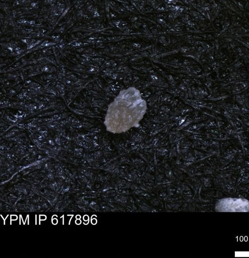 undet. Foraminiferida