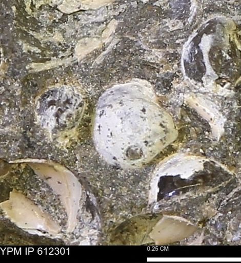 undet. Bivalvia