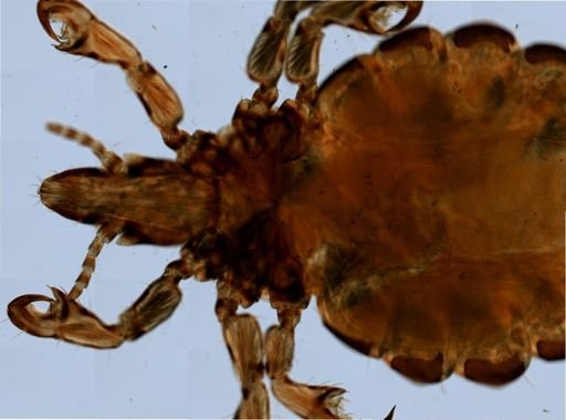 Haematopinus suis