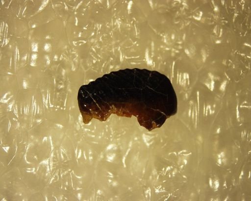 Cimexomys