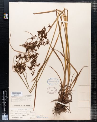 Scirpus atrocinctus