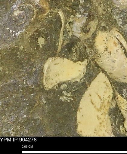 undet. Mollusca