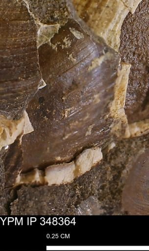 undet. Bivalvia