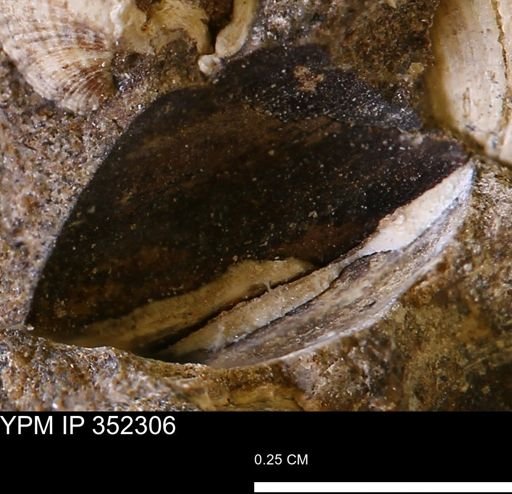 undet. Bivalvia