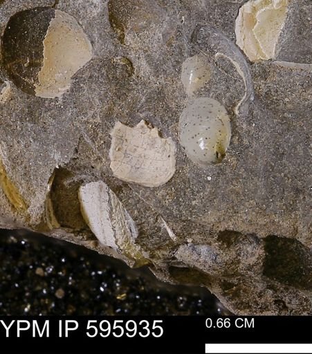 Protocardia sp.