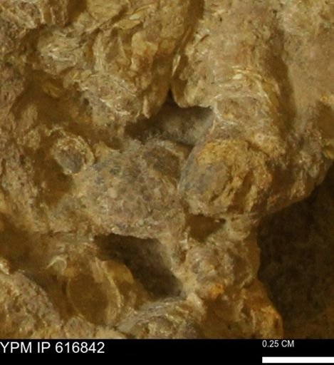 Teredo sp.