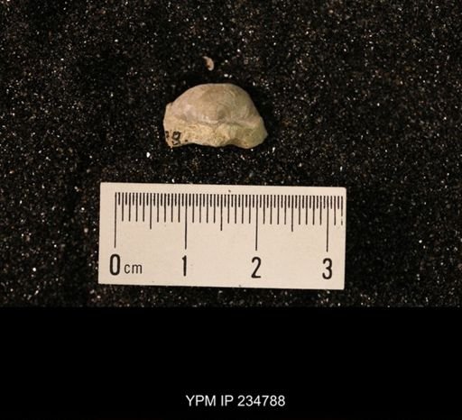 Marginifera splendens