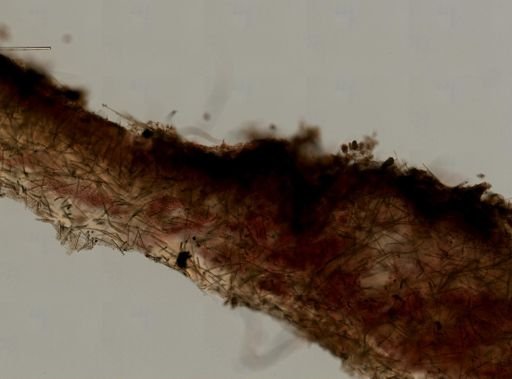 Axinella