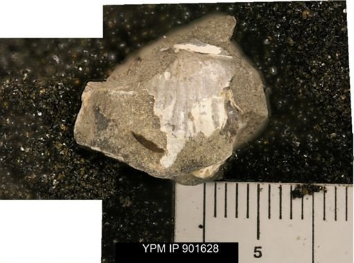 undet. Mollusca