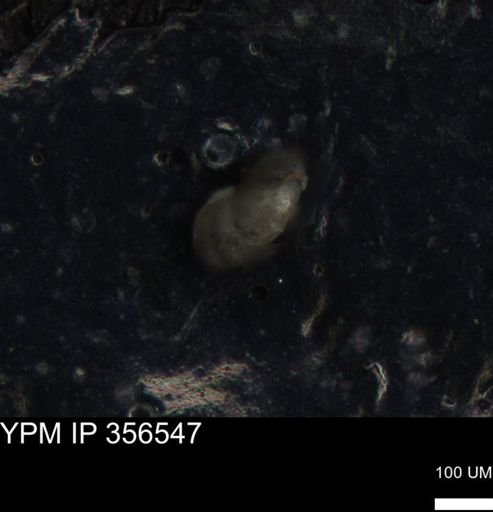 undet. Foraminiferida