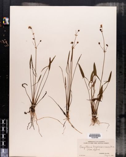 Sagittaria engelmanniana