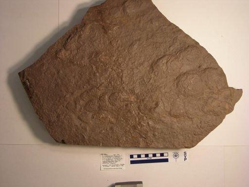 Grallator (Anchisauripus) sillimani