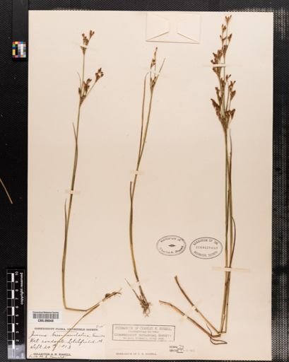 Juncus brevicaudatus