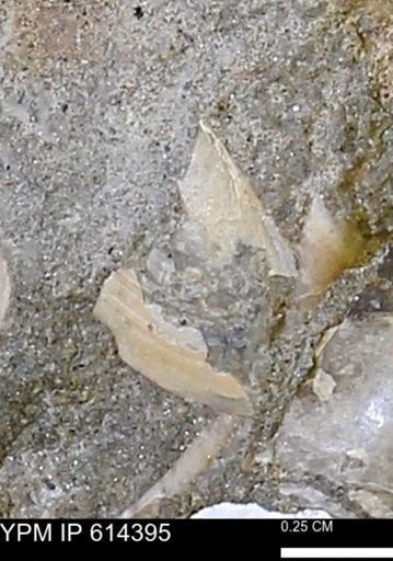 Limopsis striatopunctatus