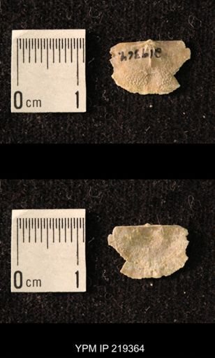 Chonetes granulifer