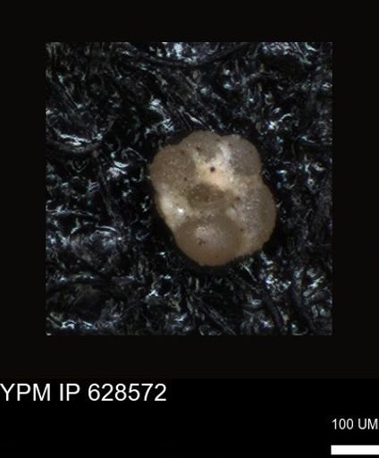 undet. Foraminiferida