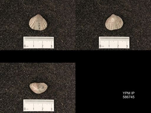 Rhynchotrema capax