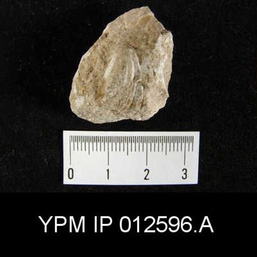 Camarophoria venusta