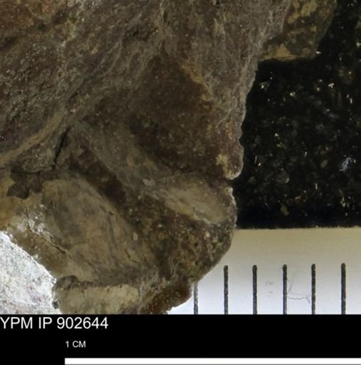 undet. Mollusca