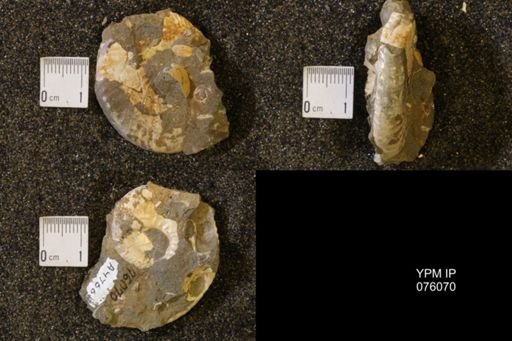 Hoploscaphites birkelundi