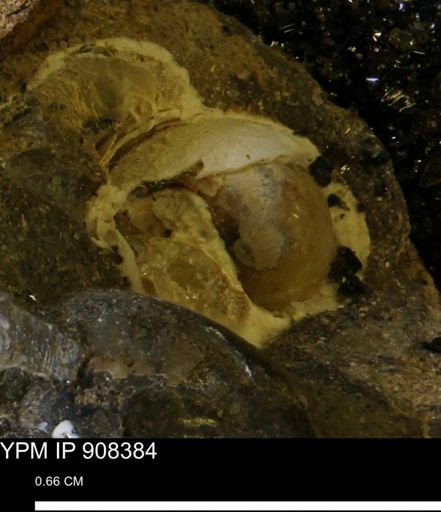 undet. Gastropoda