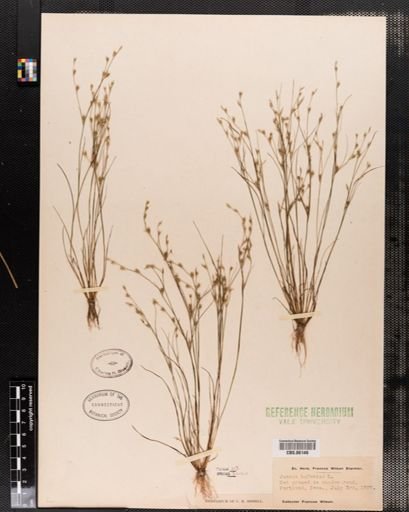 Plantae