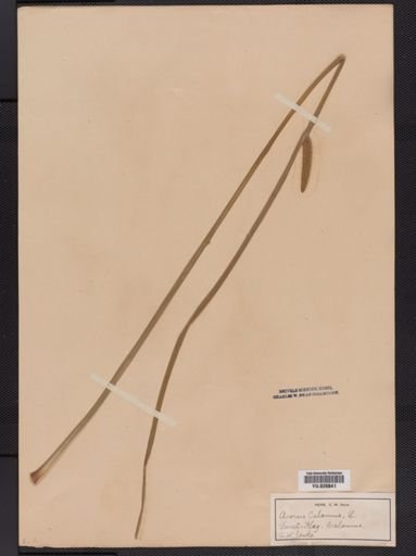 Acorus calamus