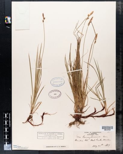 Carex pensylvanica