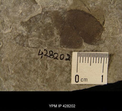 Eurypterus sp.