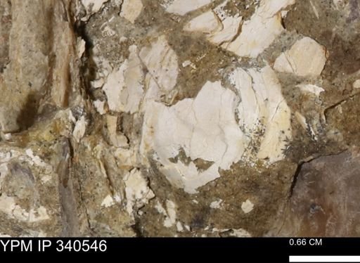 Ostrea glabra