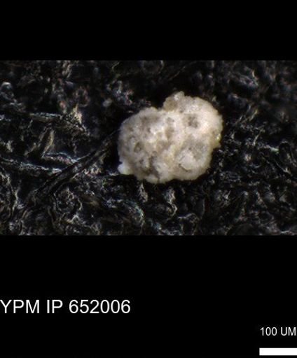 undet. Rugoglobigerinidae