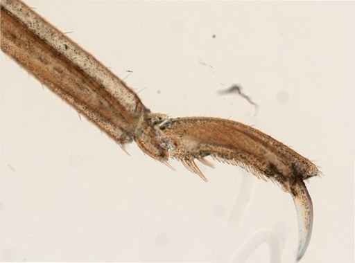 Anoplodactylus lentus