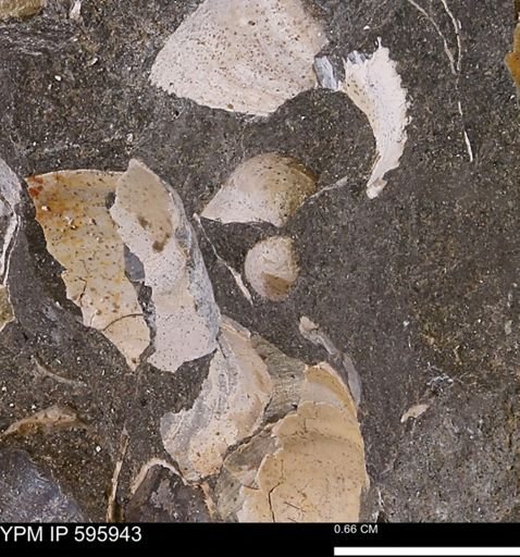 Protocardia sp.