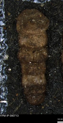 Ammobaculites euides