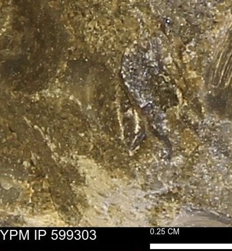 Protocardia subquadrata