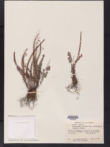 Notholaena