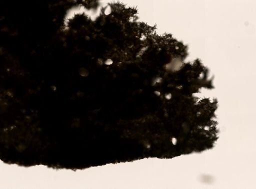 cf. Plakina