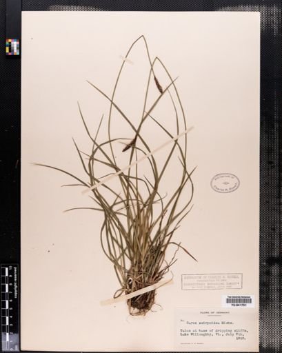 Carex scirpoidea